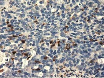 Anti-MICAL1 antibody [2H1] used in IHC (Paraffin sections) (IHC-P). GTX84125