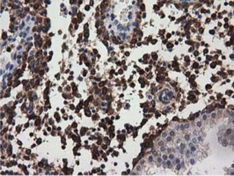 Anti-MICAL1 antibody [2H1] used in IHC (Paraffin sections) (IHC-P). GTX84125