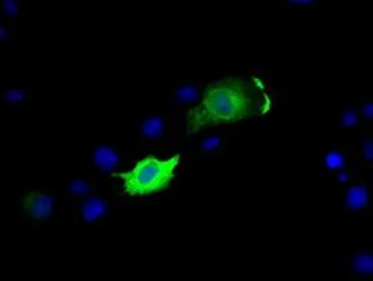Anti-MCL1 antibody [10C5] used in Immunocytochemistry/ Immunofluorescence (ICC/IF). GTX84132
