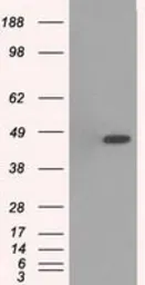Anti-p38 gamma antibody [10E1] used in Western Blot (WB). GTX84148