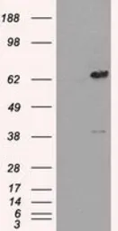 Anti-LTA4H antibody [1E9] used in Western Blot (WB). GTX84170