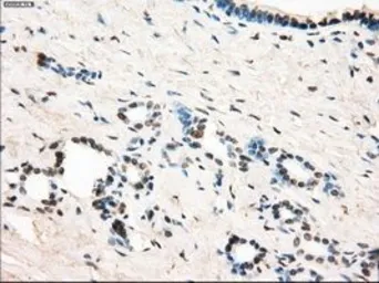 Anti-LTA4H antibody [9C5] used in IHC (Paraffin sections) (IHC-P). GTX84176