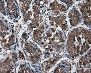 Anti-Endothelial Lipase / LIPG antibody [4A8] used in IHC (Paraffin sections) (IHC-P). GTX84191