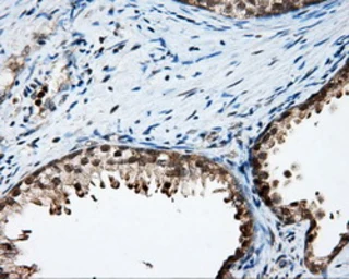 Anti-Endothelial Lipase / LIPG antibody [4A8] used in IHC (Paraffin sections) (IHC-P). GTX84191