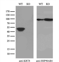 Anti-Cytokeratin 8 antibody [4D12] used in Western Blot (WB). GTX84248