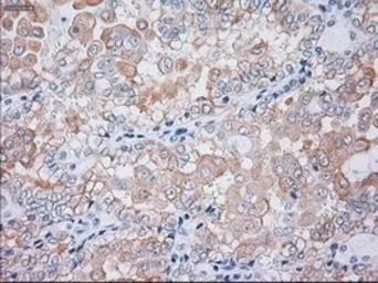 Anti-Cytokeratin 19 antibody [3F8] used in IHC (Paraffin sections) (IHC-P). GTX84251