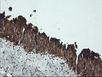 Anti-Cytokeratin 19 antibody [3F8] used in IHC (Paraffin sections) (IHC-P). GTX84251