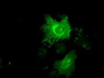 Anti-Cytokeratin 19 antibody [3F8] used in Immunocytochemistry/ Immunofluorescence (ICC/IF). GTX84251