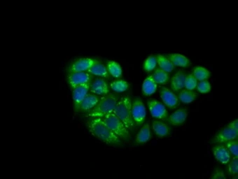 Anti-KCTD5 antibody [3C8] used in Immunocytochemistry/ Immunofluorescence (ICC/IF). GTX84281