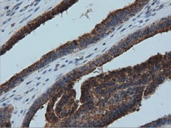 Anti-IVD antibody [1B10] used in IHC (Paraffin sections) (IHC-P). GTX84285