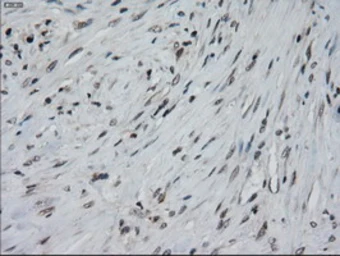 Anti-IL3 antibody [3B11] used in IHC (Paraffin sections) (IHC-P). GTX84295