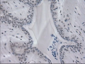 Anti-IL3 antibody [3B11] used in IHC (Paraffin sections) (IHC-P). GTX84295