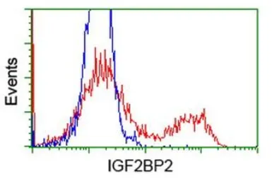 Anti-IGF2BP2 antibody [4F7] used in Flow cytometry (FCM). GTX84309