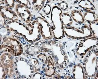 Anti-HIPPI antibody [4F6] used in IHC (Paraffin sections) (IHC-P). GTX84310