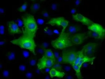 Anti-IFIT3 antibody [1G1] used in Immunocytochemistry/ Immunofluorescence (ICC/IF). GTX84314
