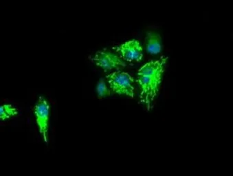 Anti-IDH3A antibody [5D2] used in Immunocytochemistry/ Immunofluorescence (ICC/IF). GTX84318