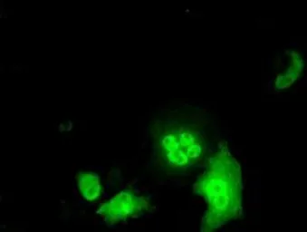 Anti-ID3 antibody [15F4] used in Immunocytochemistry/ Immunofluorescence (ICC/IF). GTX84320