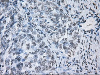 Anti-ID3 antibody [15F4] used in IHC (Paraffin sections) (IHC-P). GTX84320