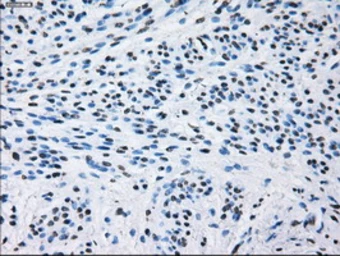 Anti-ID3 antibody [15F4] used in IHC (Paraffin sections) (IHC-P). GTX84320