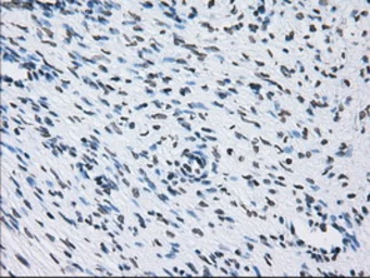 Anti-ID3 antibody [15F4] used in IHC (Paraffin sections) (IHC-P). GTX84320