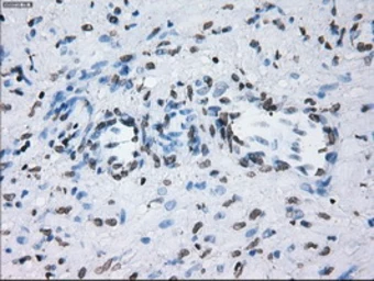 Anti-ID3 antibody [15F4] used in IHC (Paraffin sections) (IHC-P). GTX84320