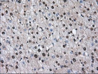 Anti-ID3 antibody [10D3] used in IHC (Paraffin sections) (IHC-P). GTX84325