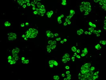 Anti-Grp75 antibody [4A1] used in Immunocytochemistry/ Immunofluorescence (ICC/IF). GTX84330