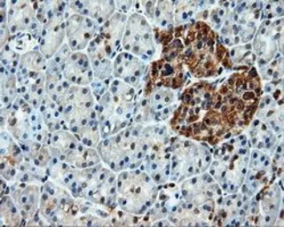 Anti-Hsp70 antibody [1B2] used in IHC (Paraffin sections) (IHC-P). GTX84337