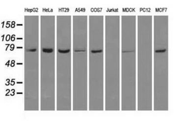 Anti-Hsp70 antibody [5F3] used in Western Blot (WB). GTX84340