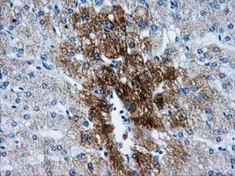 Anti-ERAB antibody [5E2] used in IHC (Paraffin sections) (IHC-P). GTX84344