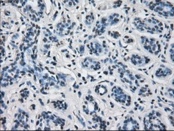 Anti-ERAB antibody [11A2] used in IHC (Paraffin sections) (IHC-P). GTX84347