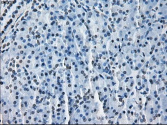 Anti-ERAB antibody [11A2] used in IHC (Paraffin sections) (IHC-P). GTX84347