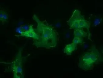 Anti-HDAC6 antibody [4C5] used in Immunocytochemistry/ Immunofluorescence (ICC/IF). GTX84377