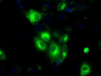 Anti-H6PD antibody [2A7] used in Immunocytochemistry/ Immunofluorescence (ICC/IF). GTX84395