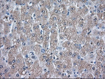 Anti-GPI antibody [5A11] used in IHC (Paraffin sections) (IHC-P). GTX84416