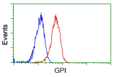 Anti-GPI antibody [5A11] used in Flow cytometry (FCM). GTX84416