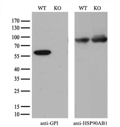 Anti-GPI antibody [5A11] used in Western Blot (WB). GTX84416