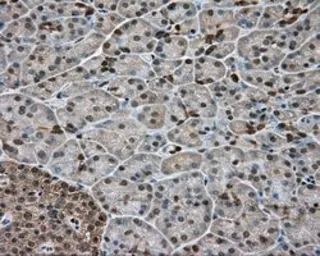 Anti-GPI antibody [7G10] used in IHC (Paraffin sections) (IHC-P). GTX84417