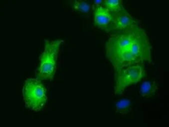 Anti-GRASP65 antibody [4F8] used in Immunocytochemistry/ Immunofluorescence (ICC/IF). GTX84422