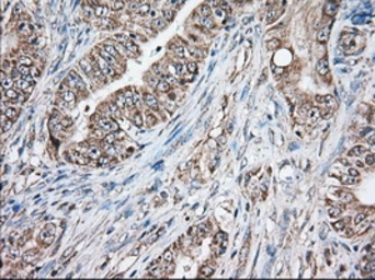 Anti-GRASP65 antibody [5C5] used in IHC (Paraffin sections) (IHC-P). GTX84423