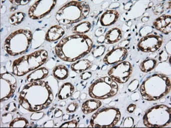 Anti-GRASP65 antibody [5C5] used in IHC (Paraffin sections) (IHC-P). GTX84423