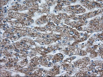 Anti-GRASP65 antibody [5C5] used in IHC (Paraffin sections) (IHC-P). GTX84423