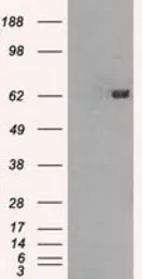 Anti-GBP2 antibody [4E7] used in Western Blot (WB). GTX84442