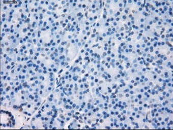 Anti-GBP2 antibody [1E5] used in IHC (Paraffin sections) (IHC-P). GTX84445