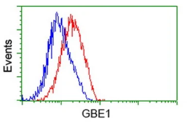Anti-GBE1 antibody [1D11] used in Flow cytometry (FCM). GTX84452