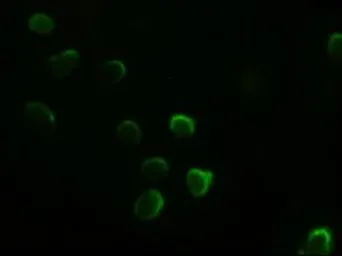Anti-GATA4 antibody [9F9] used in Immunocytochemistry/ Immunofluorescence (ICC/IF). GTX84460