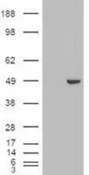 Anti-GATA4 antibody [9F9] used in Western Blot (WB). GTX84460