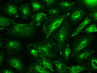 Anti-GAD67 antibody [3G9] used in Immunocytochemistry/ Immunofluorescence (ICC/IF). GTX84469