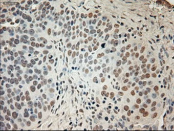 Anti-GAD67 antibody [3G9] used in IHC (Paraffin sections) (IHC-P). GTX84469