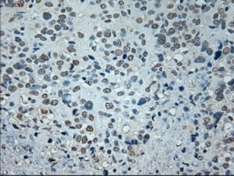 Anti-GAD67 antibody [3G9] used in IHC (Paraffin sections) (IHC-P). GTX84469